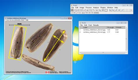 imagej measure wall thickness|Making wood anatomical measurements with imageJ.